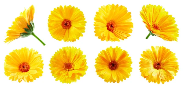 Calendula Koleksiyon Yolu. Calendula beyaz arka planda izole edildi. Büyük, taze bir takvim. Profesyonel stüdyo makro çekimi