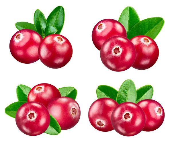 Cranberries Collection Fresh Organic Cranberry Isolated White Background Cranberry Clipping — Stock Photo, Image