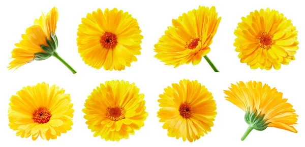 Collezione Calendula Fiore Calendula Con Foglie Isolate Bianco Calendula Con — Foto Stock