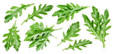 Beyaz arka planda izole edilmiş taze rugula. Rugula yaprağı koleksiyonu. Rugula yolu kırpılıyor. Rugula makro stüdyo fotoğrafı