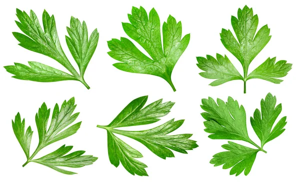 Strawberry Leaf White Background Strawberry Leaves Collection Isolated Clipping Path — Stock Photo, Image