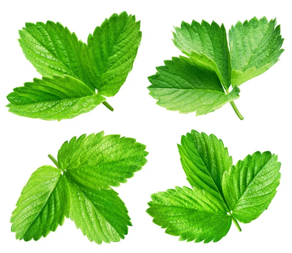 Strawberry Leaf Isolated Clipping Path Collection Strawberry Leaf White Background — Stock Photo, Image