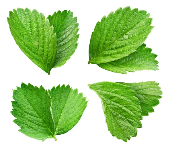 Set Strawberry Leaves Isolated White Strawberry Leaf Clipping Path — Stock Photo, Image