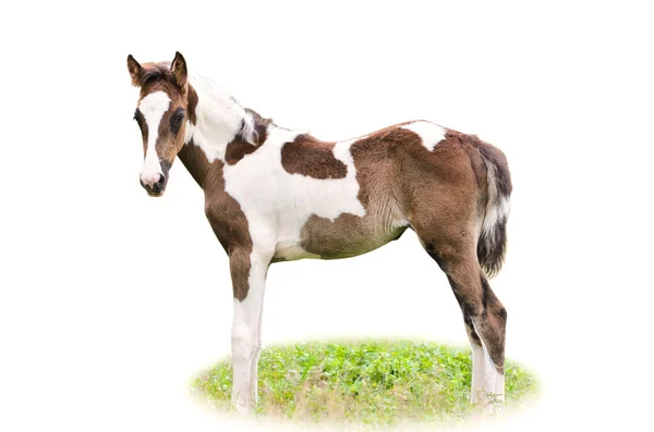 Izole kahverengi ve beyaz yavru — Stok fotoğraf