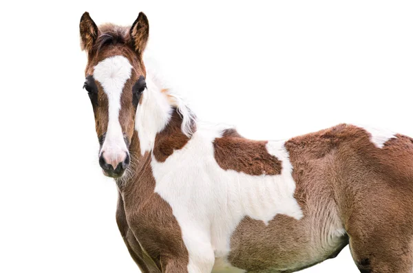 Bruine en witte paard geïsoleerd — Stockfoto