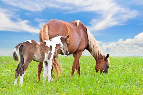 Brown white mare and foal with sky background