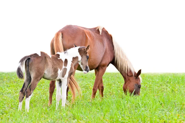 Brown mare and foal isolated on white — Stock Photo, Image