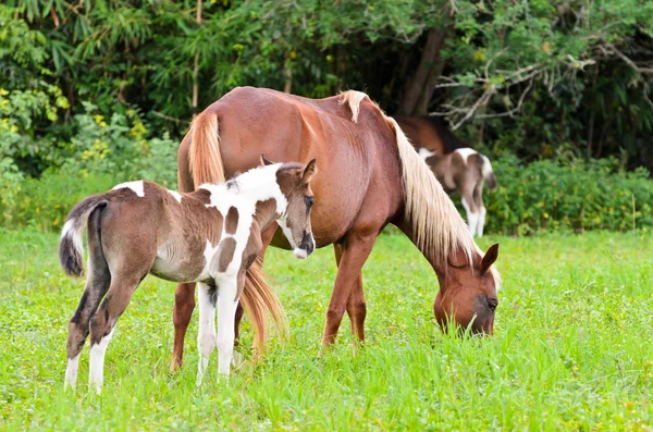 Mare e puledro con marrone bianco — Foto Stock