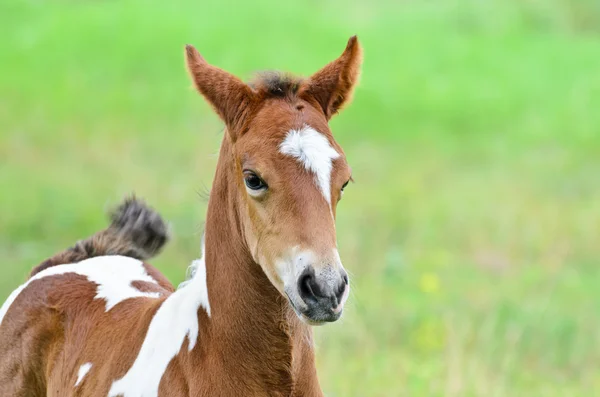 茶色と白の子馬を閉じる — ストック写真