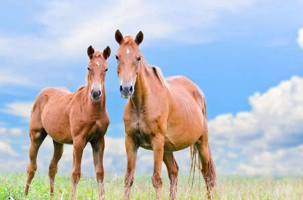 匹棕色的马和小马驹看 — ストック写真