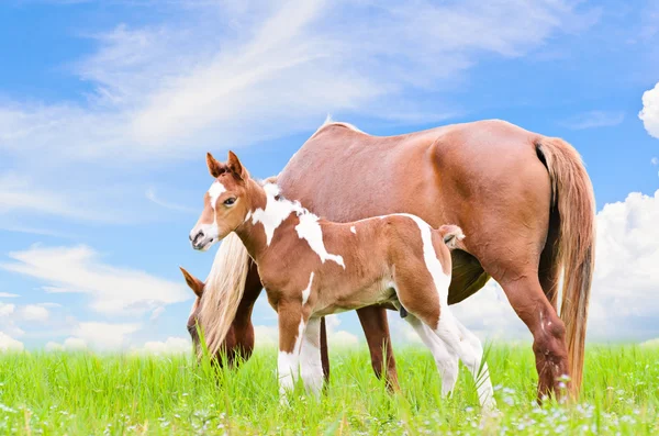 Mare en veulen met bruin wit — Stockfoto