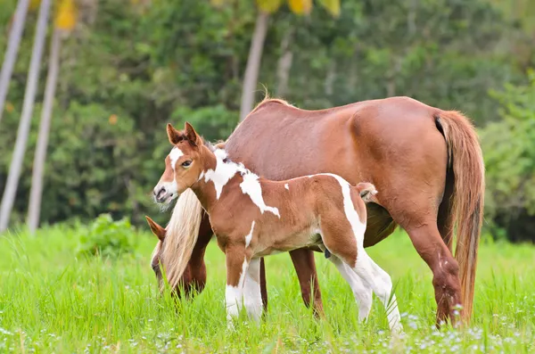 Mare et poulain dans une prairie — Photo