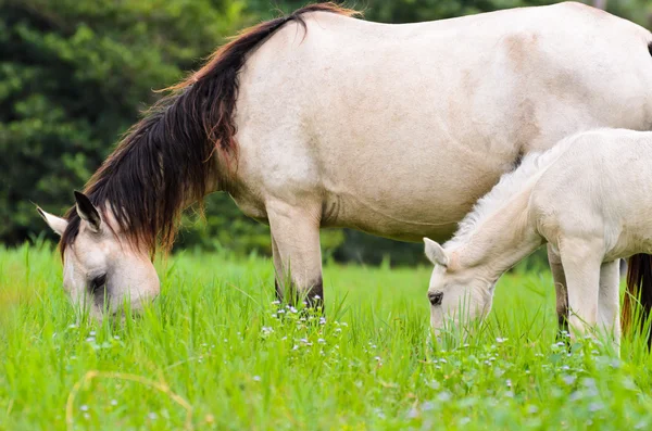 Czarny koń biały mare i źrebię gras — Zdjęcie stockowe