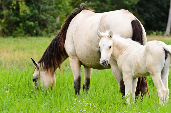 White horse mare and foal in a gras — Stock Photo, Image