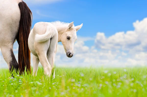 Jument cheval blanc et poulain sur fond de ciel — Photo