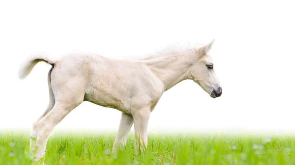 Paard veulen in gras geïsoleerd op whit — Stockfoto