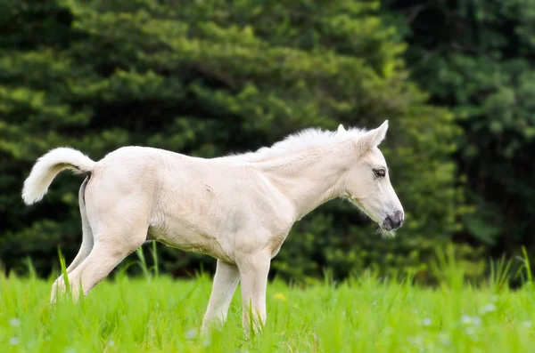 Puledro cavallo bianco in erba verde — Foto Stock