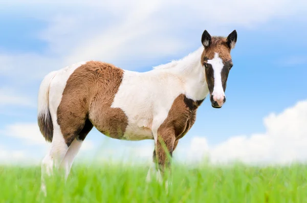 Os cavalos novos são marrons no backgroun do céu — Fotografia de Stock