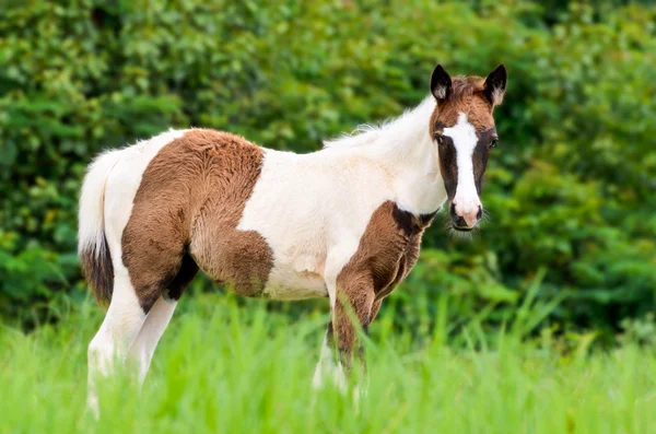 Jeunes chevaux à la recherche dans la prairie — Photo