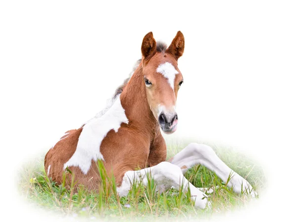 Paard veulen rusten in gras geïsoleerd op whit — Stockfoto