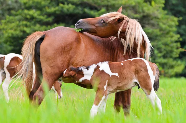 Puledro di cavallo che allatta dalla brughiera — Foto Stock