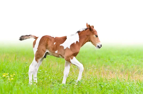 Häst föl gå i gröna gras — Stockfoto