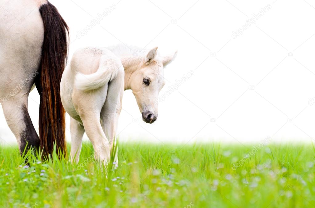 Horse foal looking isolated on white