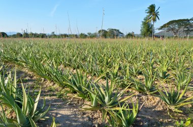사랑을 보여주는 하얀 공작 부부