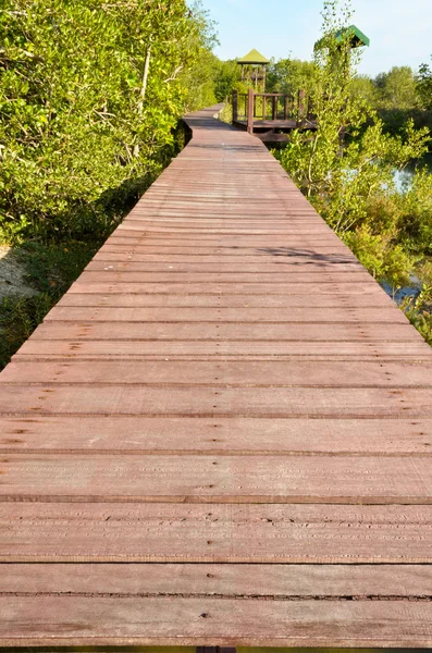 Ponte de madeira no mangue — Fotografia de Stock