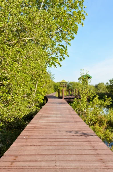 Ponte de madeira no mangue — Fotografia de Stock