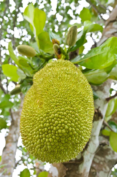 Jackfruit op de boom — Stockfoto