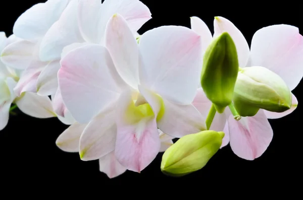 Boeket orchideeën bloem geïsoleerd op zwart — Stockfoto