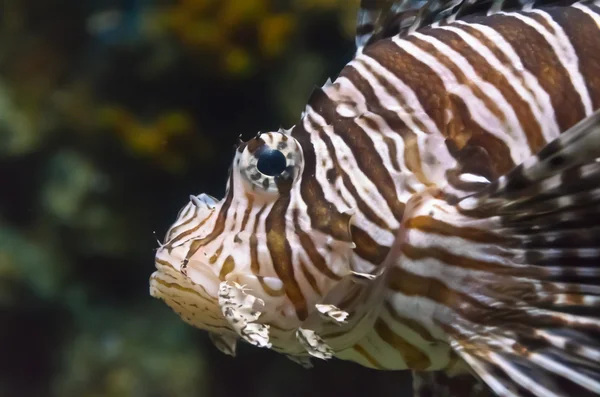 Lionfish, όμορφη Θαλάσσιna ψάρια — Φωτογραφία Αρχείου