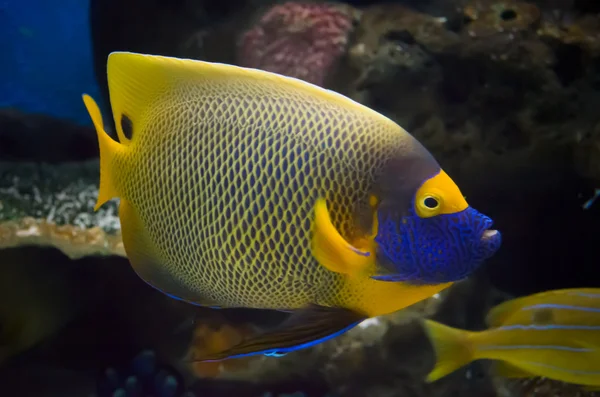 Vackra ängel fisk i se- — Stockfoto