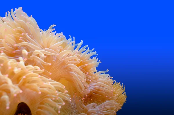 Anemones, organism of the sea — Stock Photo, Image