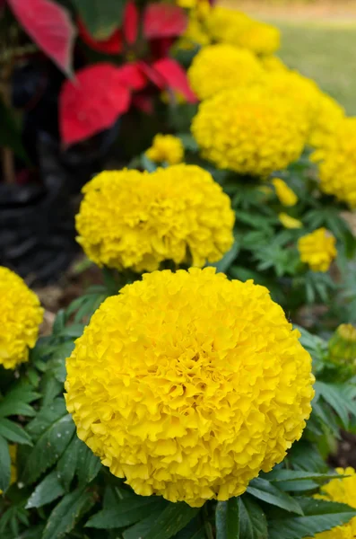Yellow Marigold flower — Stock Photo, Image