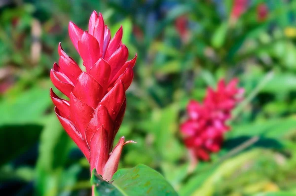 Alpinia, Red Ginger flower — Stock Photo, Image