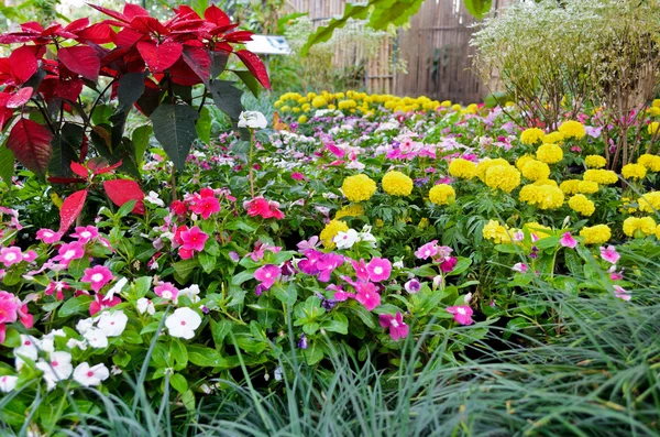 Jardim de flores — Fotografia de Stock