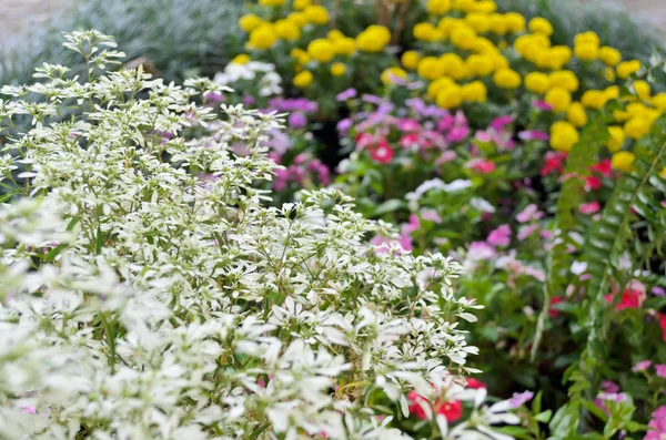 Flower garden — Stock Photo, Image