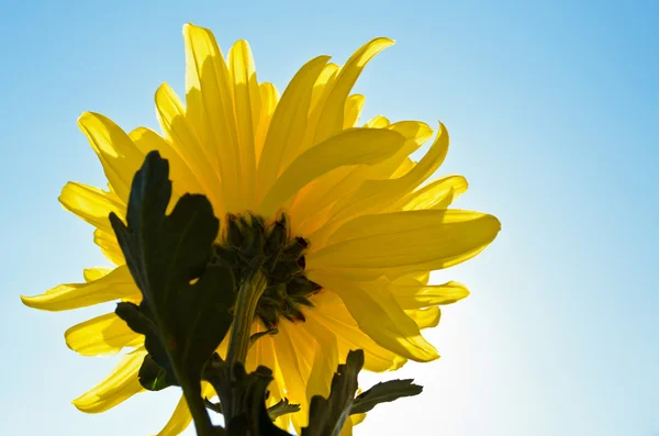 Yellow chrysanthemum flower — Stock Photo, Image