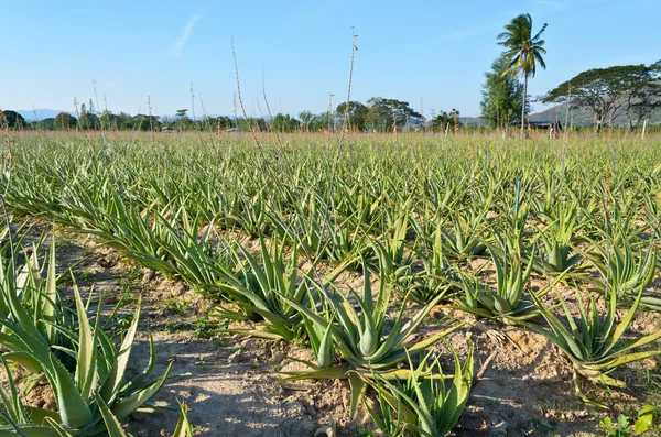 Aloe vera plantatio — Zdjęcie stockowe