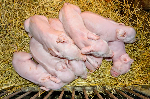 Nyfödda griskultingar sov på halm — Stockfoto