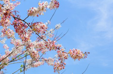 pembe çiçekli ağaç benzer sakura