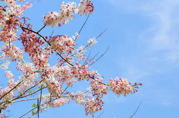 Pink flowering tree similar sakura — Stock Photo, Image