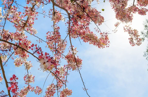 Pink flowering tree similar sakura — Stock Photo, Image