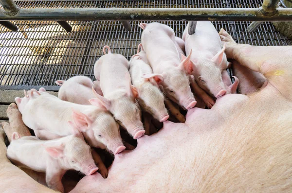 Newborn pig suckling — Stock Photo, Image