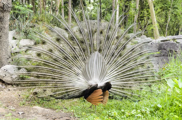 Male peacock displa — Stock Photo, Image