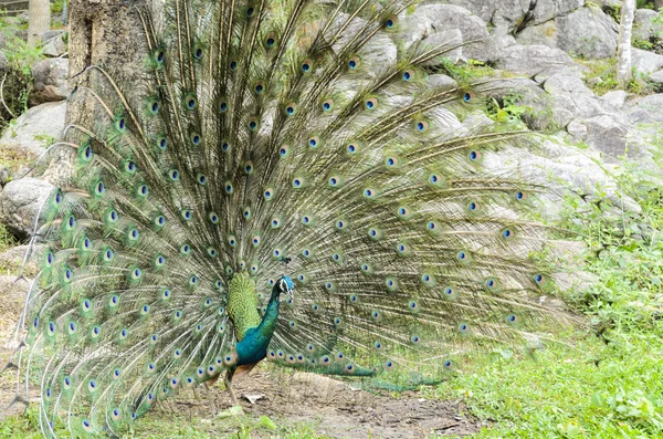 Male peacock display — Stock Photo, Image