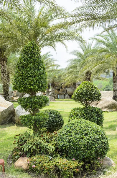 Rocky and tree in garde — Stock Photo, Image