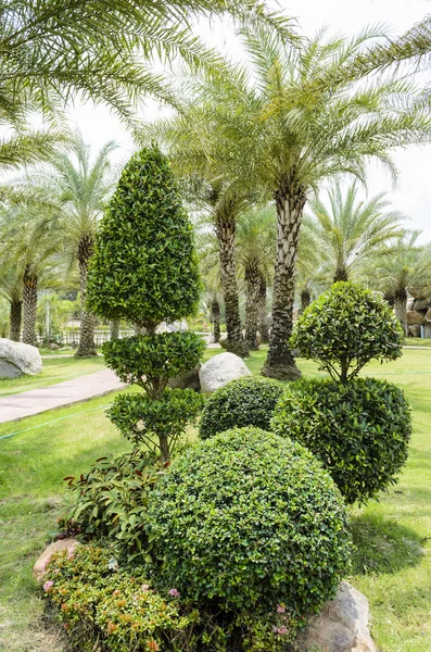 Rocky and tree in garde — Stock Photo, Image